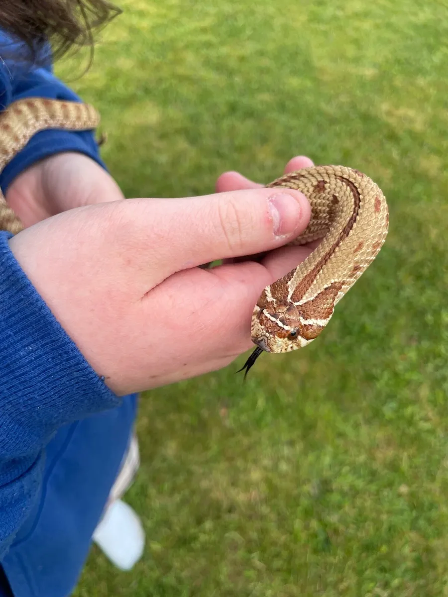 Hognose pair - Image 1