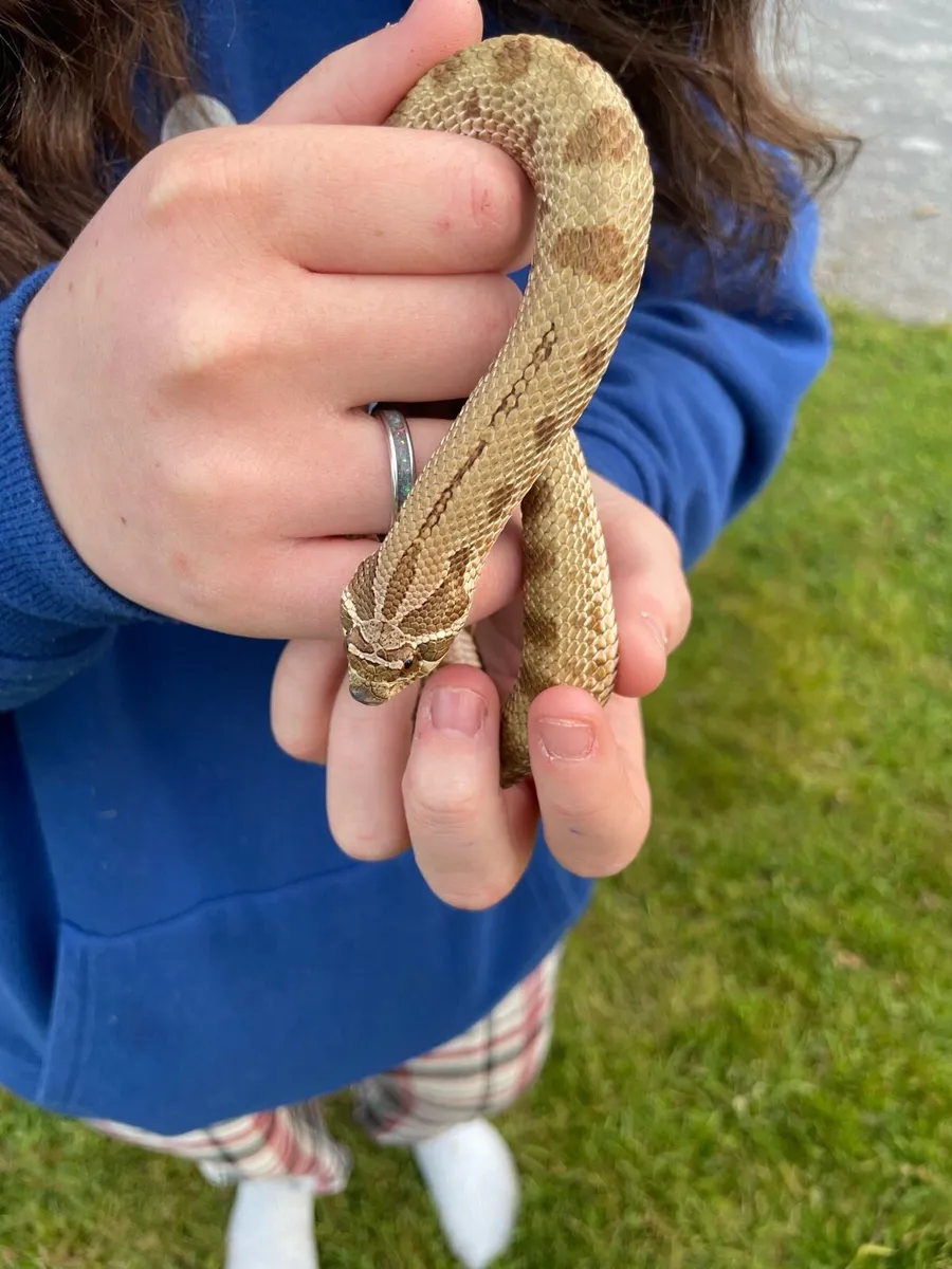 Hognose pair - Image 2