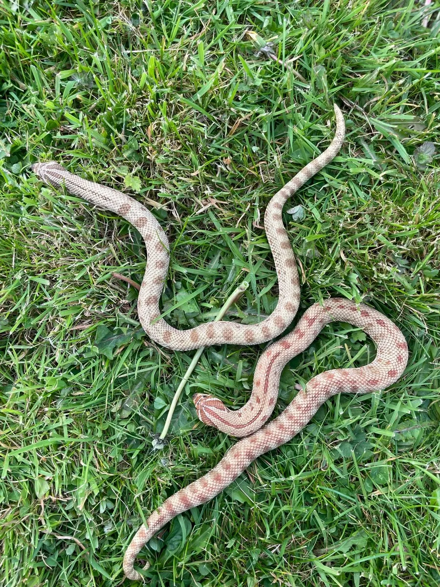 Hognose pair - Image 3