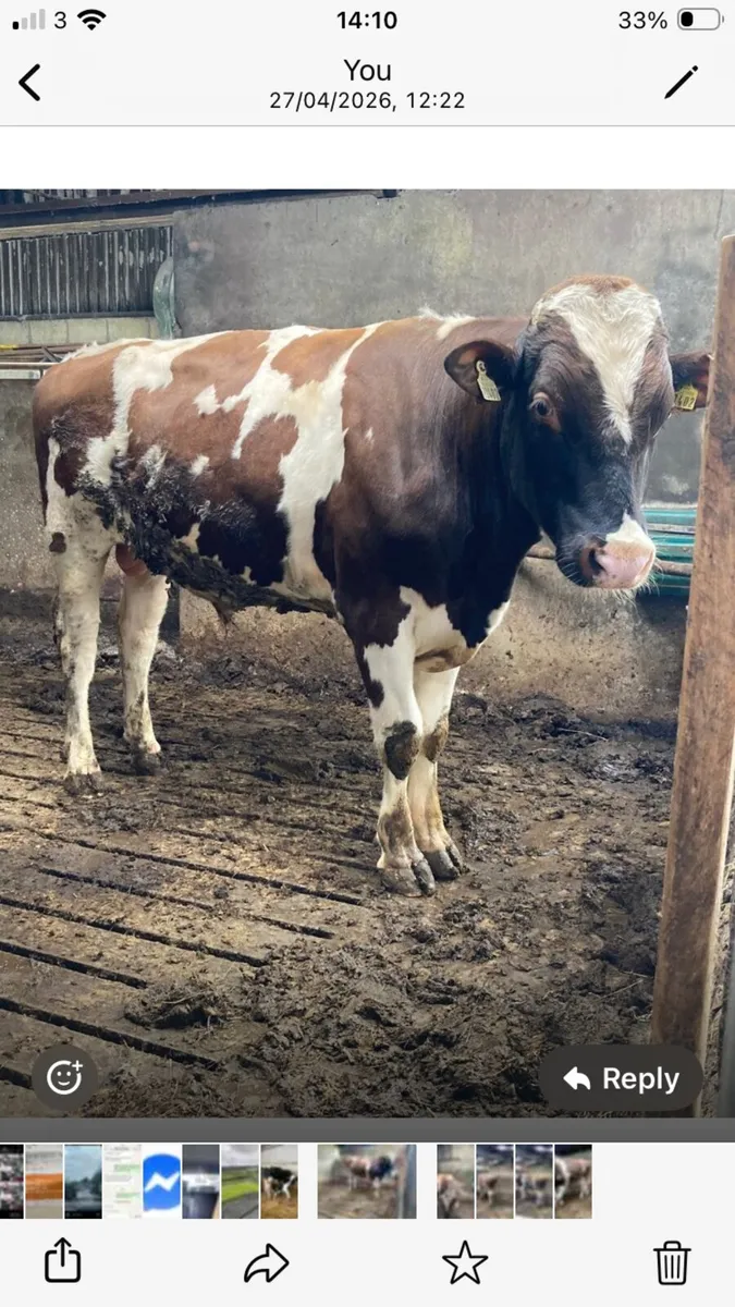 Bull Friesian, red/white - Image 1