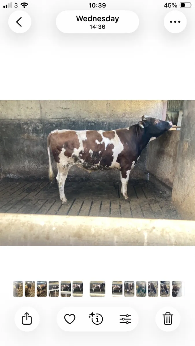 Bull Friesian, red/white - Image 2