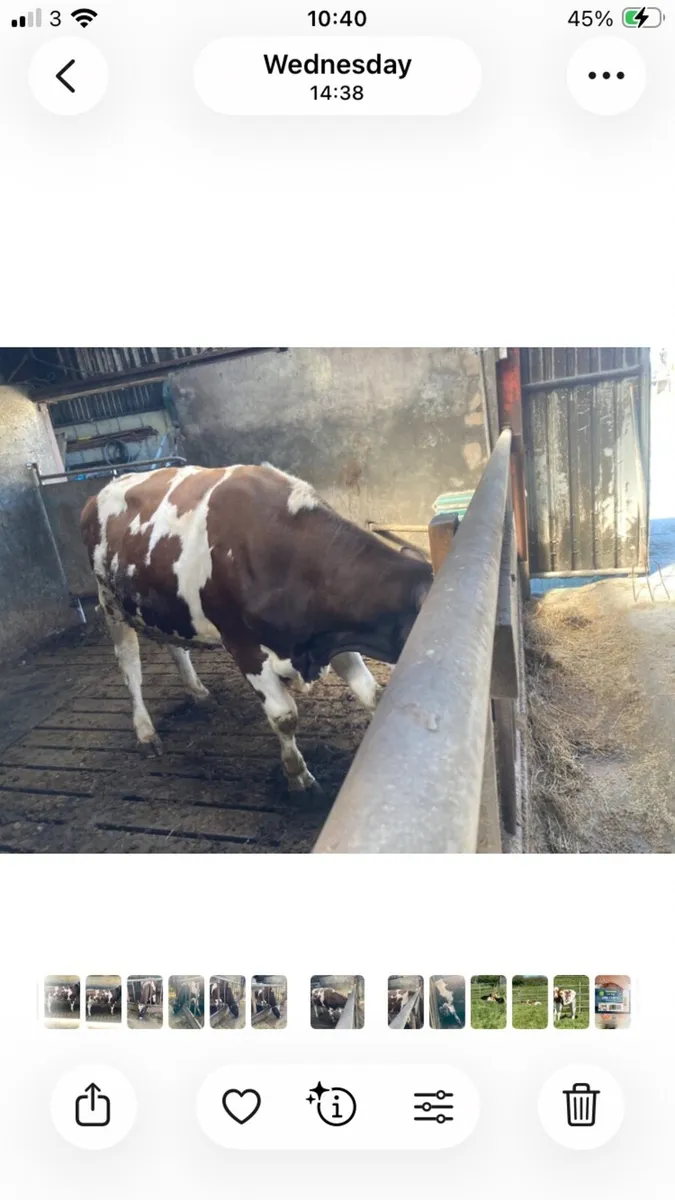 Bull Friesian, red/white - Image 3