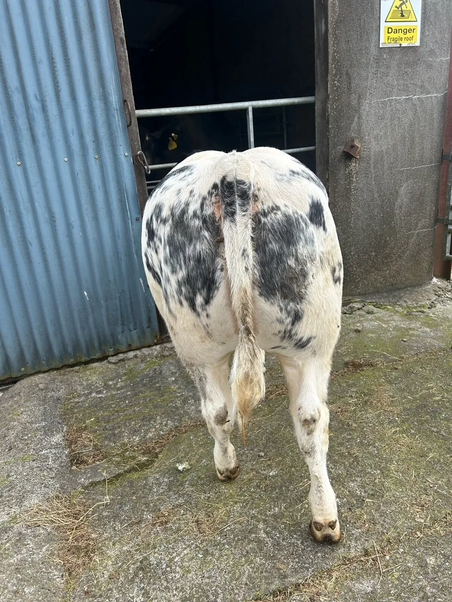 Belgium Blue Weanling Heifer - Image 2