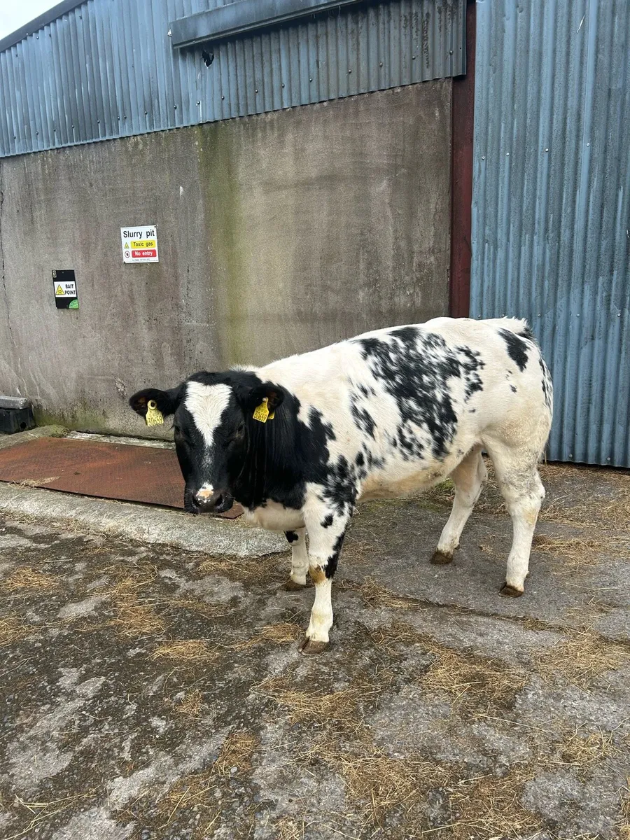 Belgium Blue Weanling Heifer - Image 4