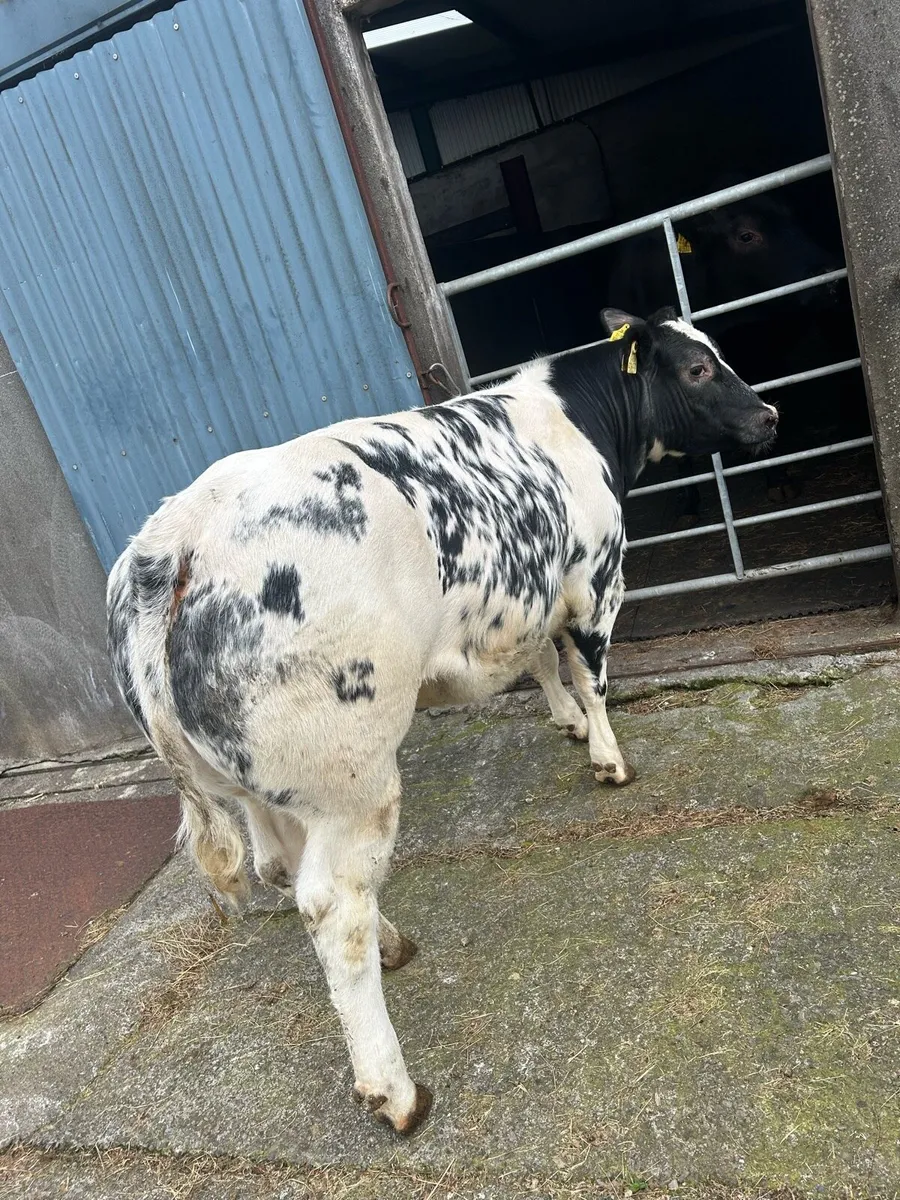 Belgium Blue Weanling Heifer - Image 1