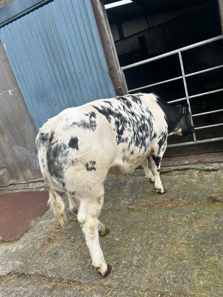 Belgium Blue Weanling Heifer - Image 3