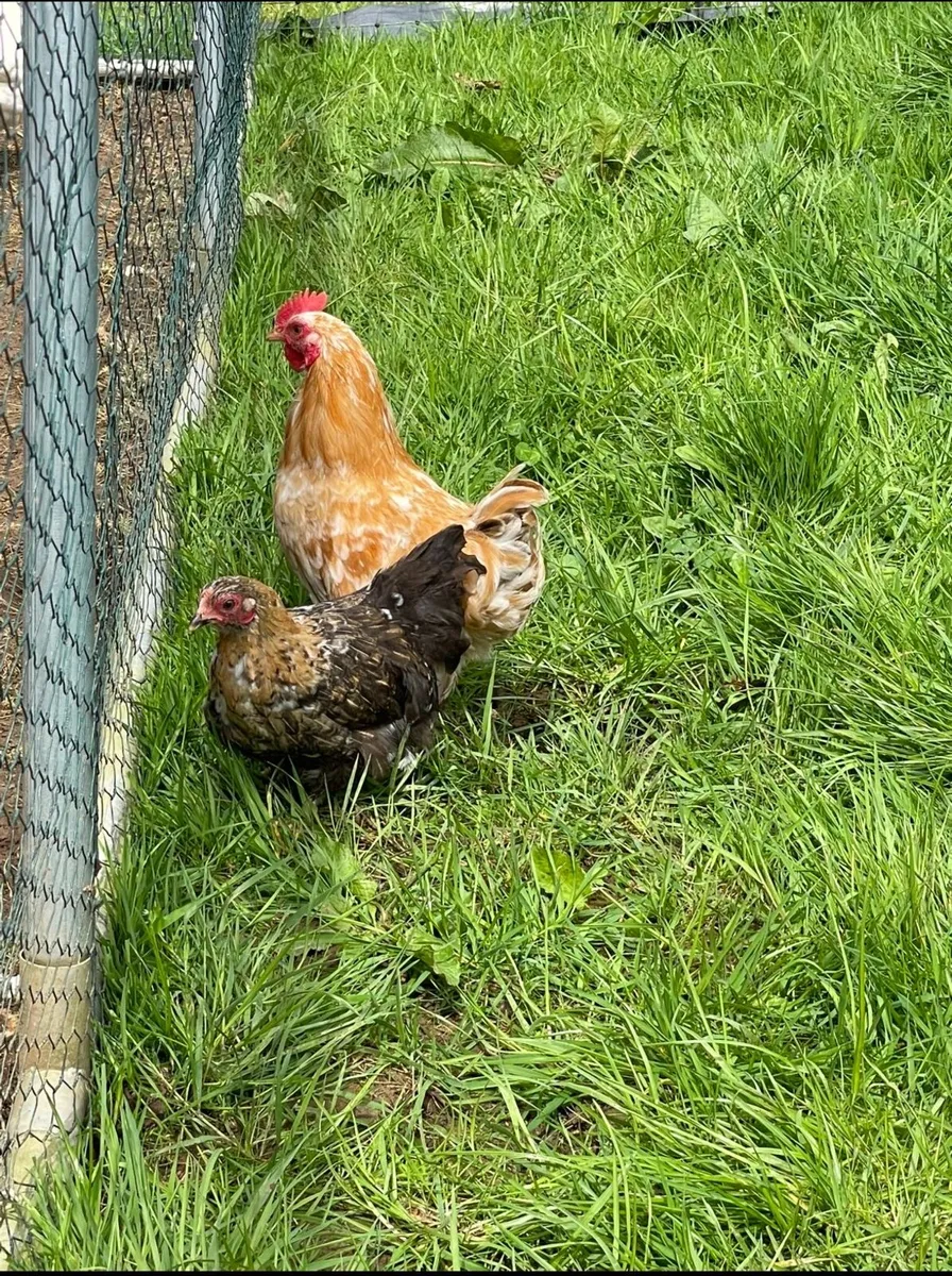 Pekins - Image 1