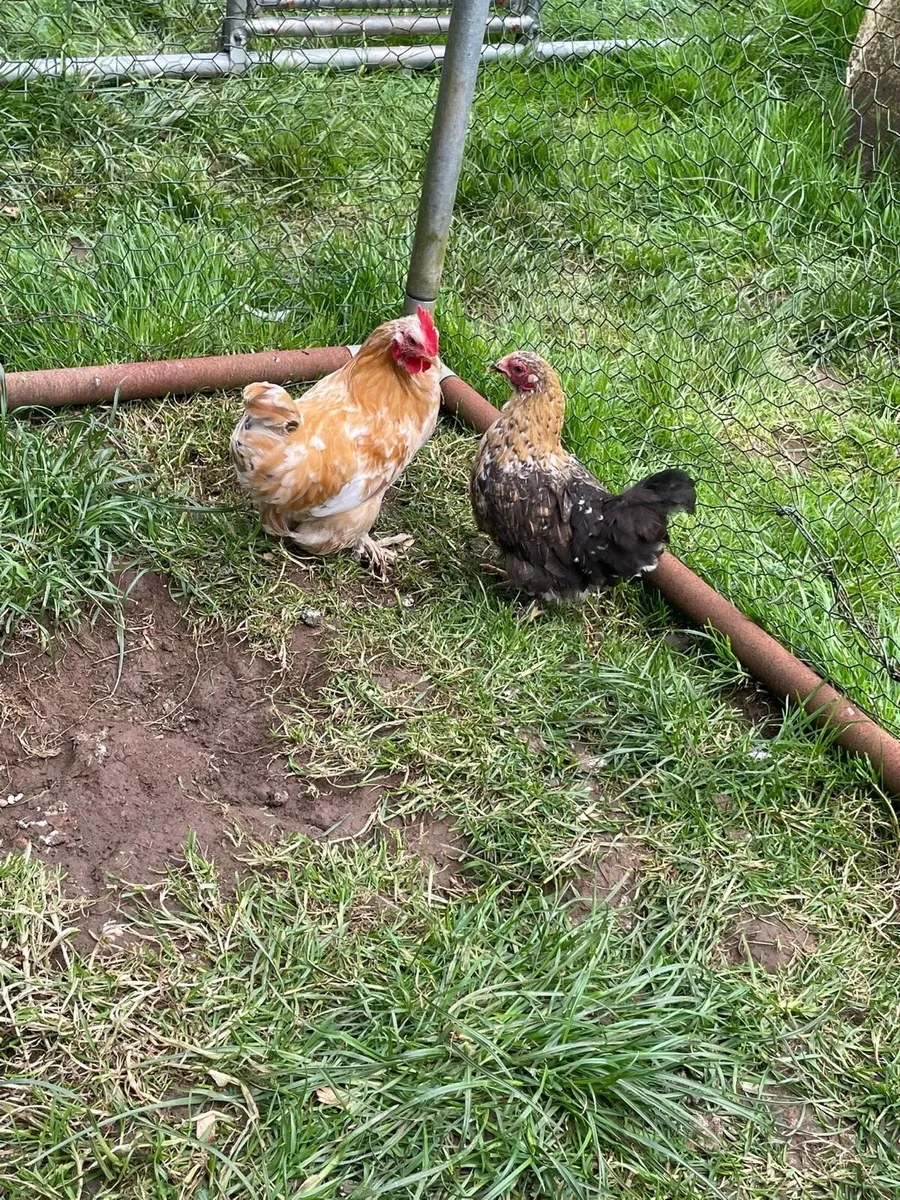 Pekins - Image 4