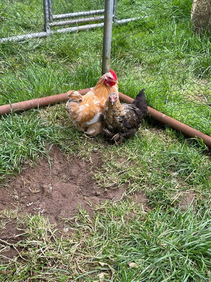Pekins - Image 2