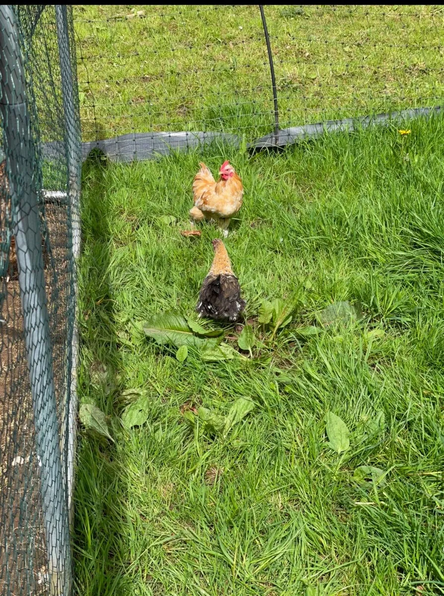Pekins - Image 3