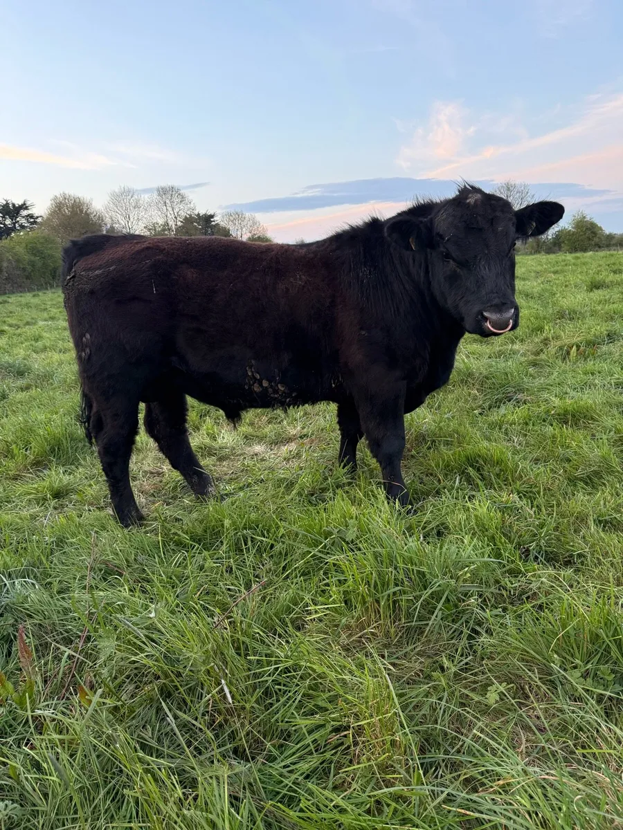 Pedigree Angus Bull - Image 1