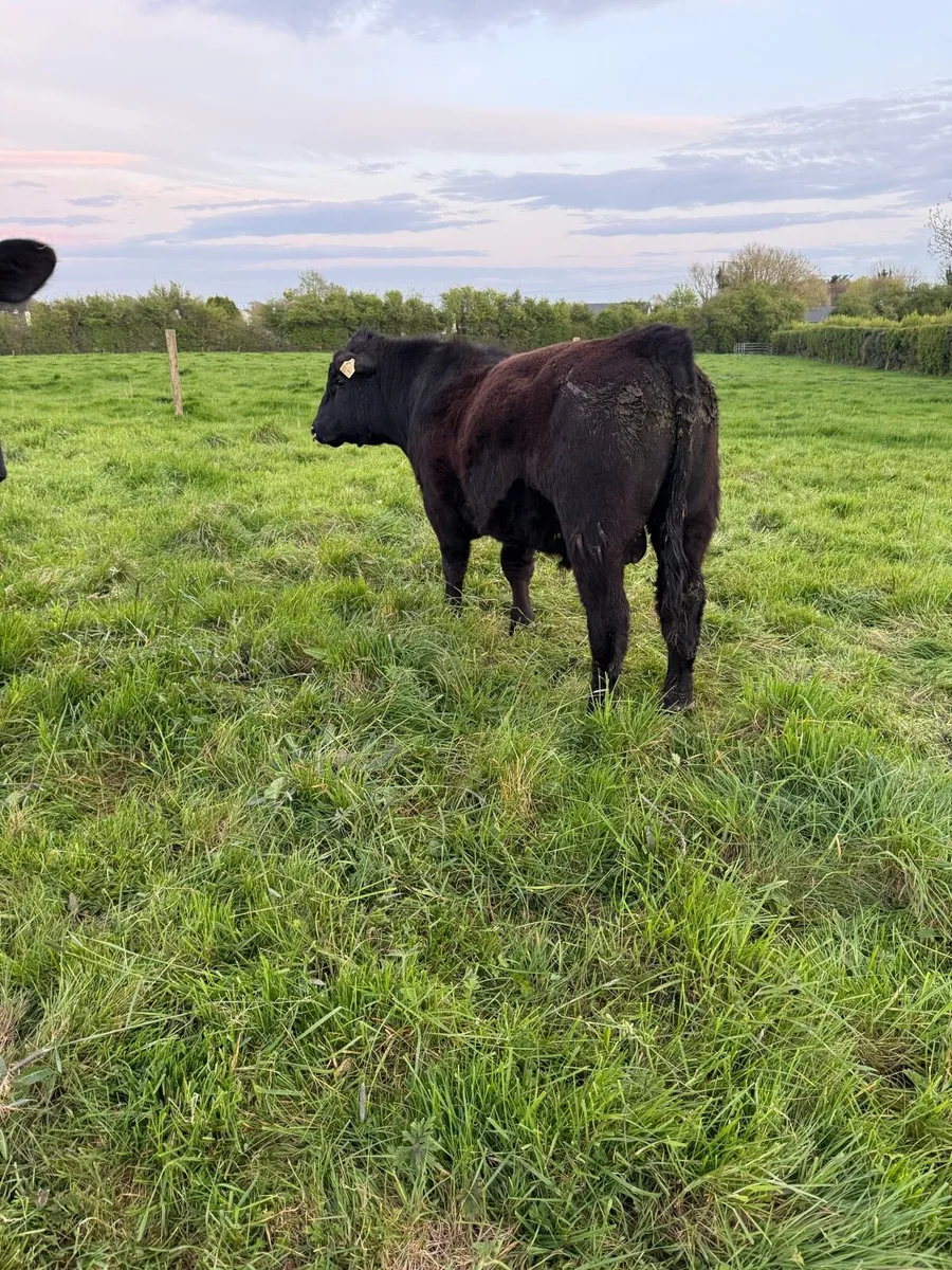 Pedigree Angus Bull - Image 2