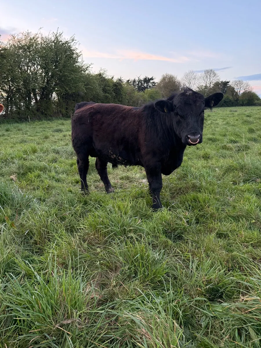 Pedigree Angus Bull - Image 3