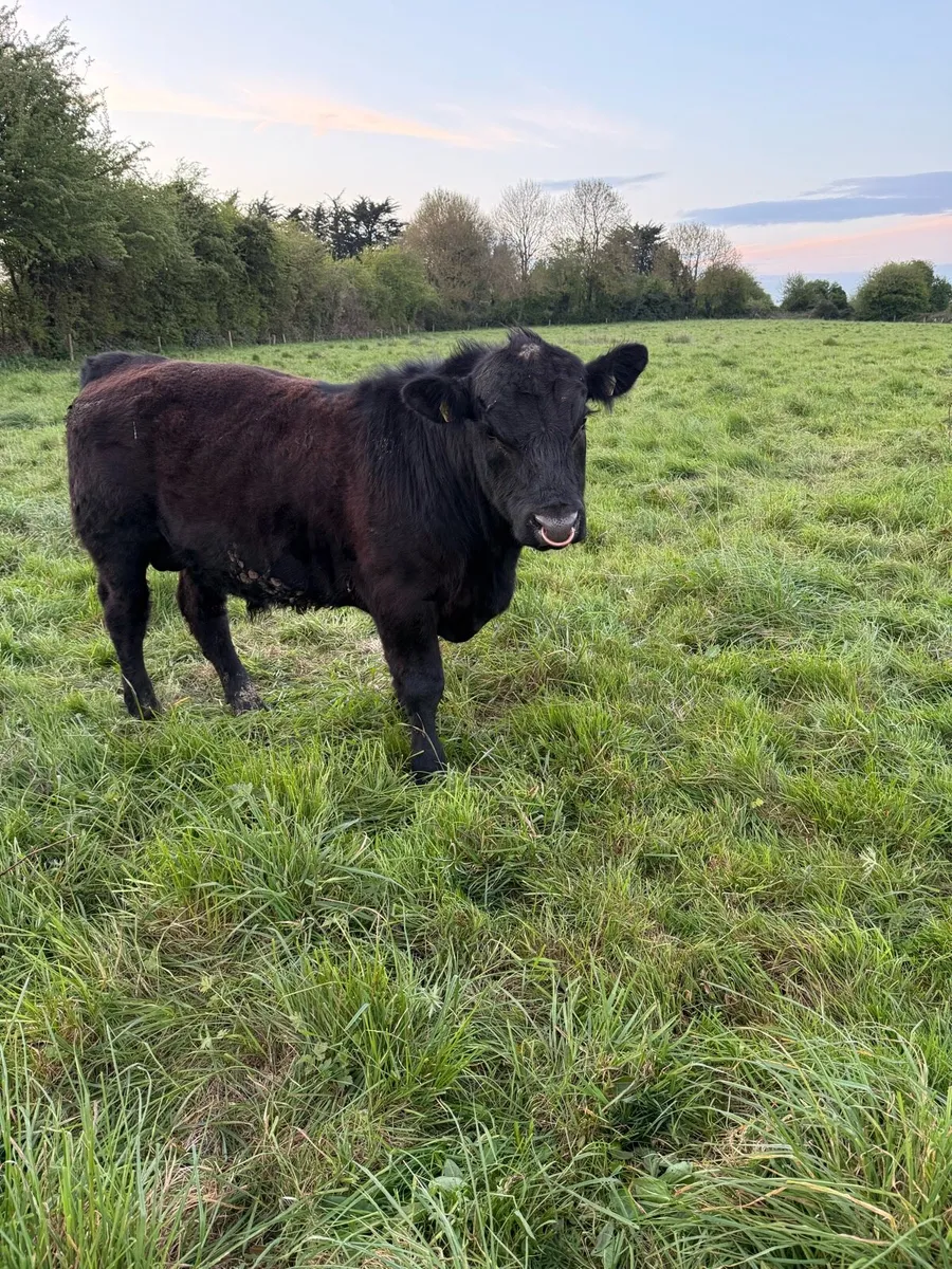 Pedigree Angus Bull - Image 4