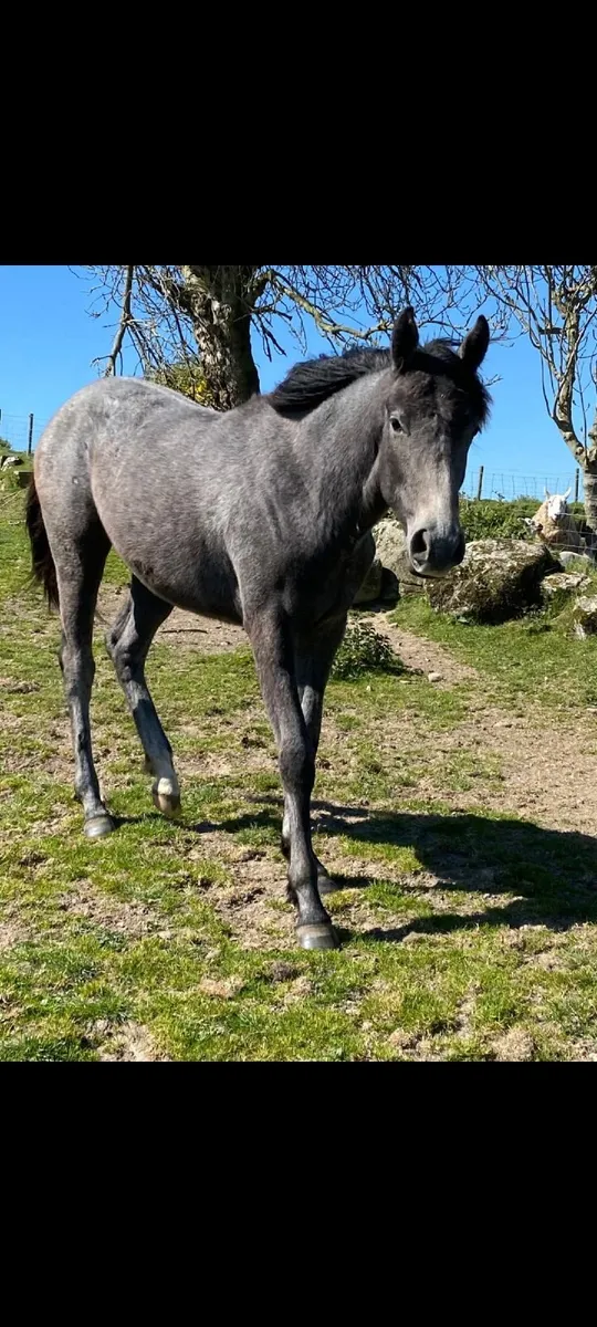 Yearling Filly - Image 2