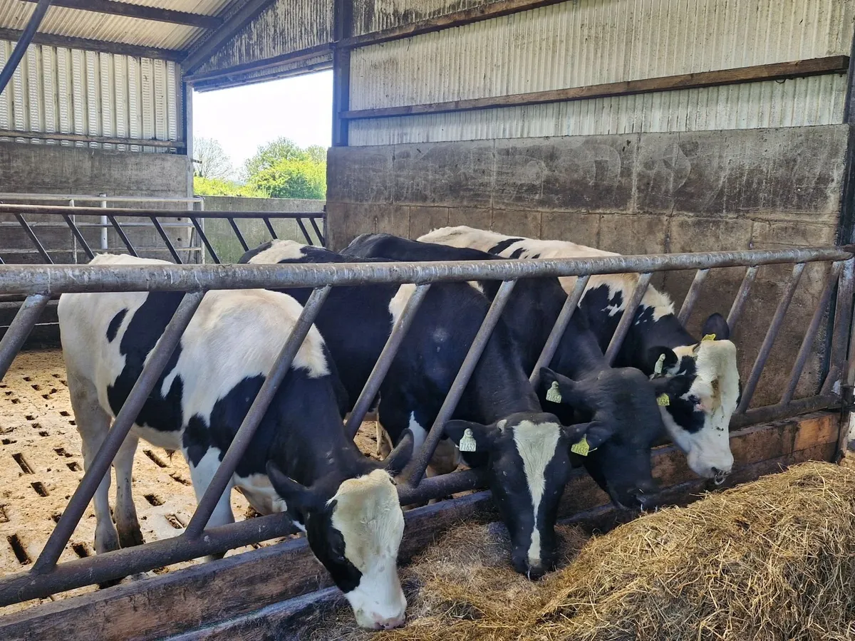Friesian Bulls - Image 2