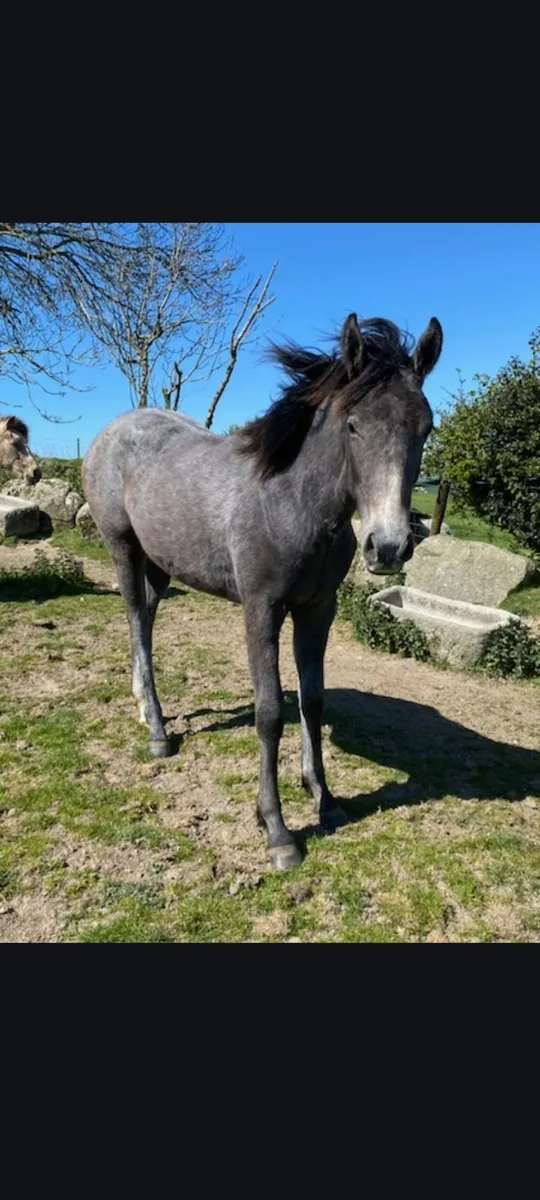 Yearling Filly - Image 3