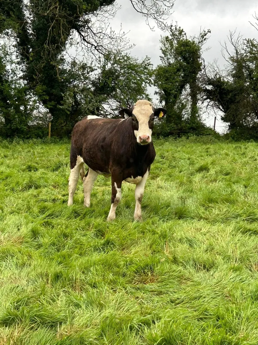 5 Simmental X heifers - Image 1