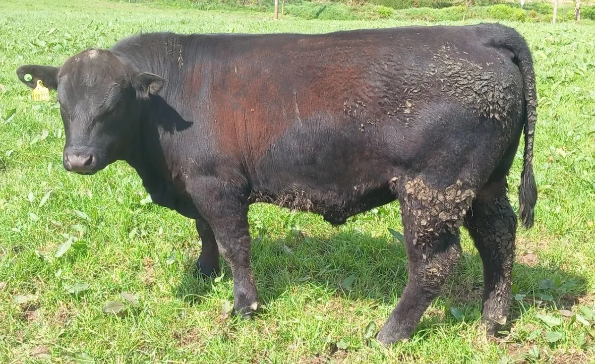 Pedigree Bulls - Image 1