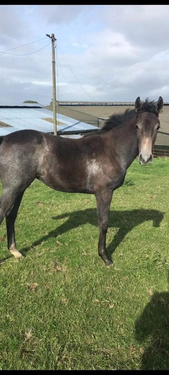 Yearling Filly - Image 1