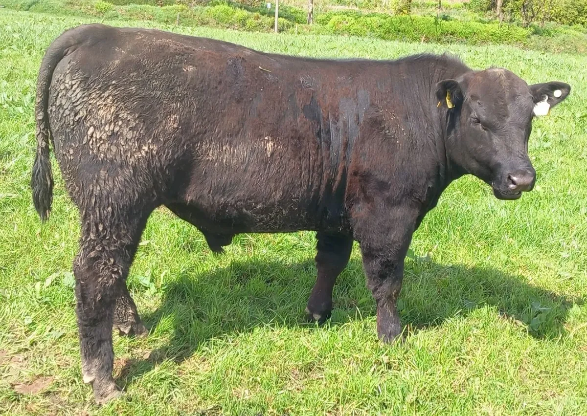 Pedigree Bulls - Image 2