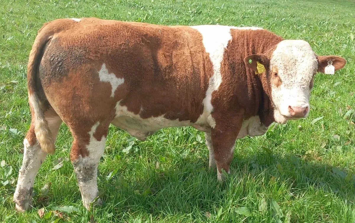 Pedigree Bulls - Image 3