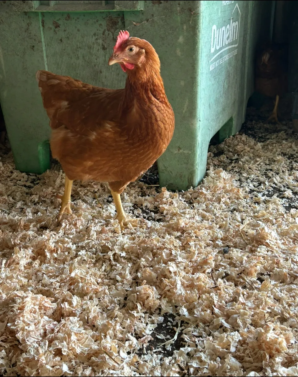 isa brown pullets taking orders - Image 2