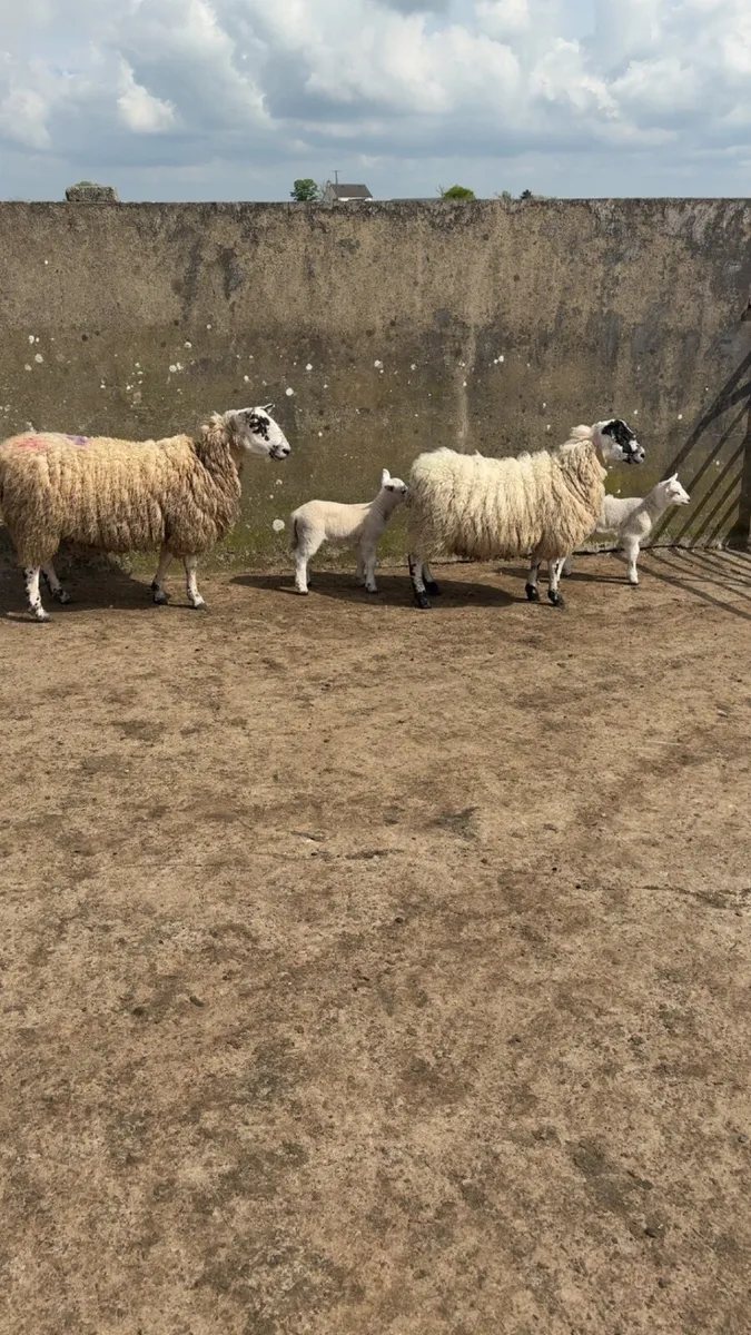 ewes with lambs at foot - Image 1