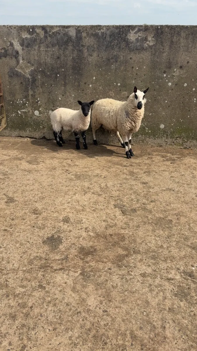 ewes with lambs at foot - Image 2