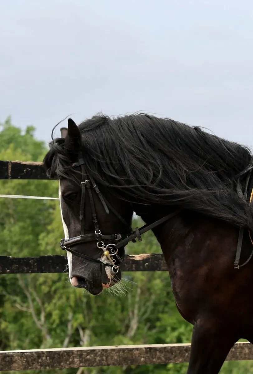 Black Cob 14.3hh - Image 1