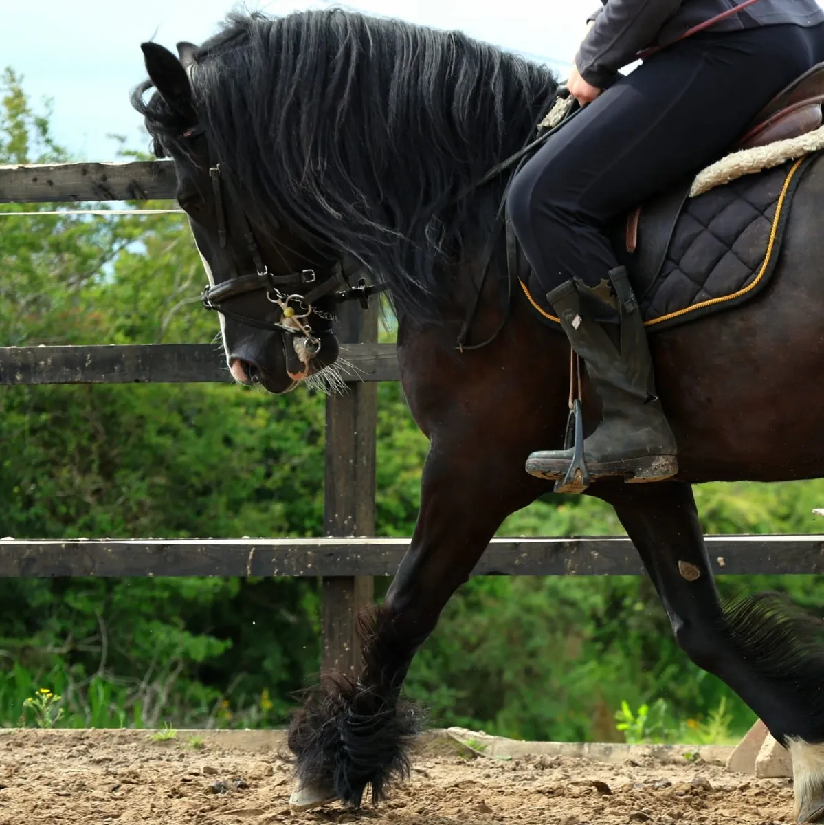 Black Cob 14.3hh - Image 4