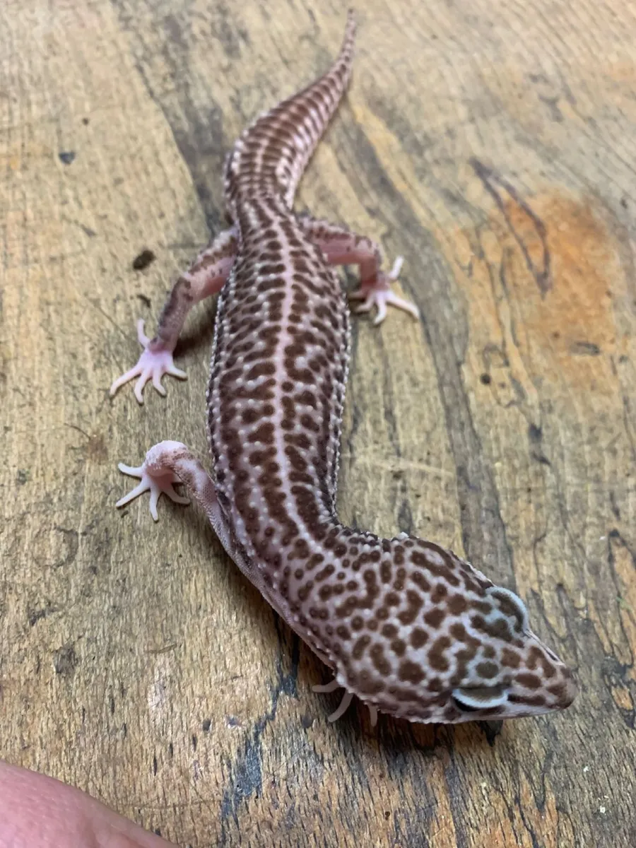Leopard Geckos For Sale - Image 2