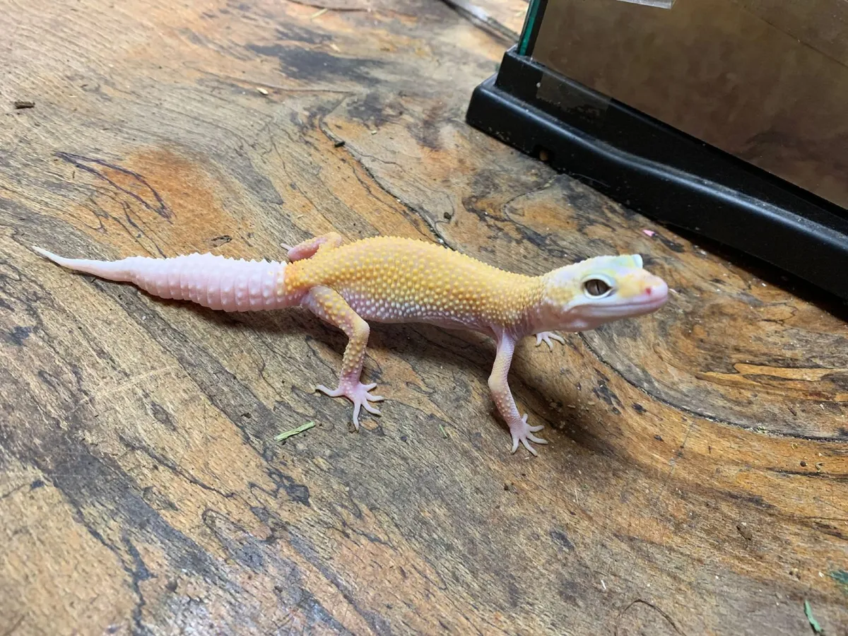 Leopard Geckos For Sale - Image 1