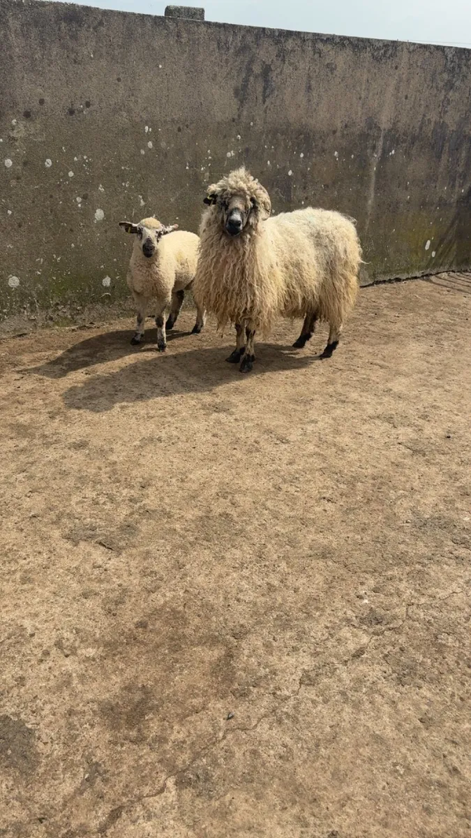 ewes with lambs at foot - Image 3