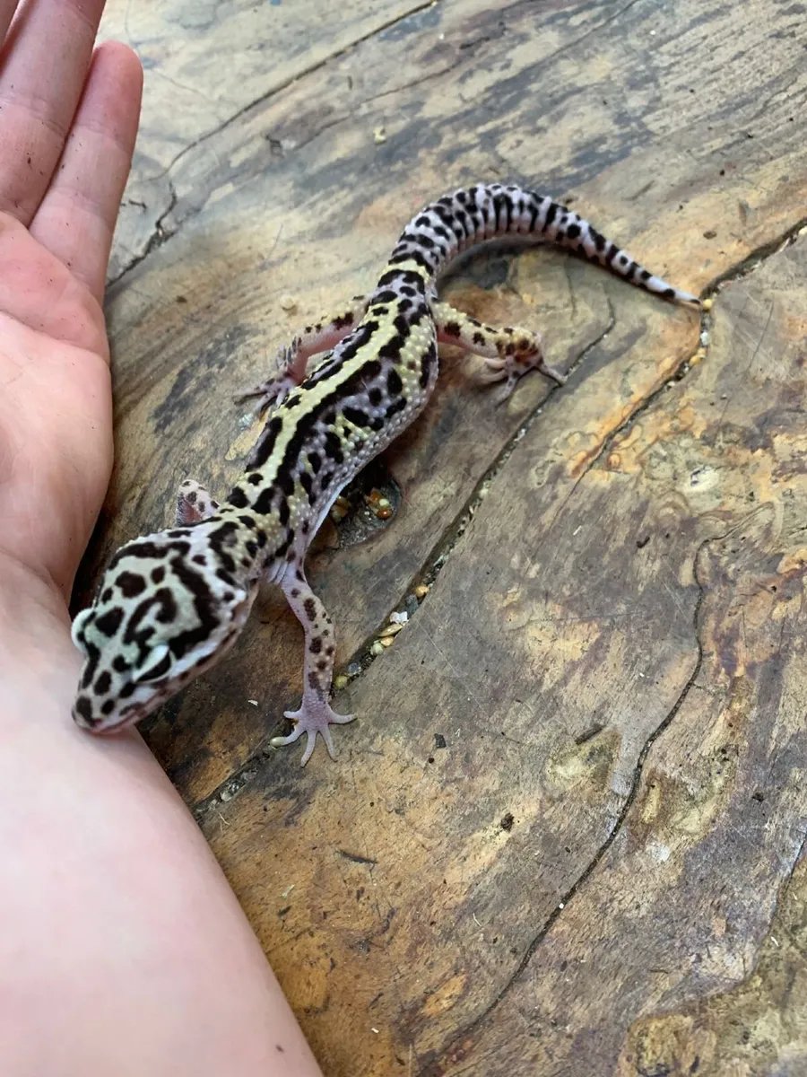 Leopard Geckos For Sale - Image 3