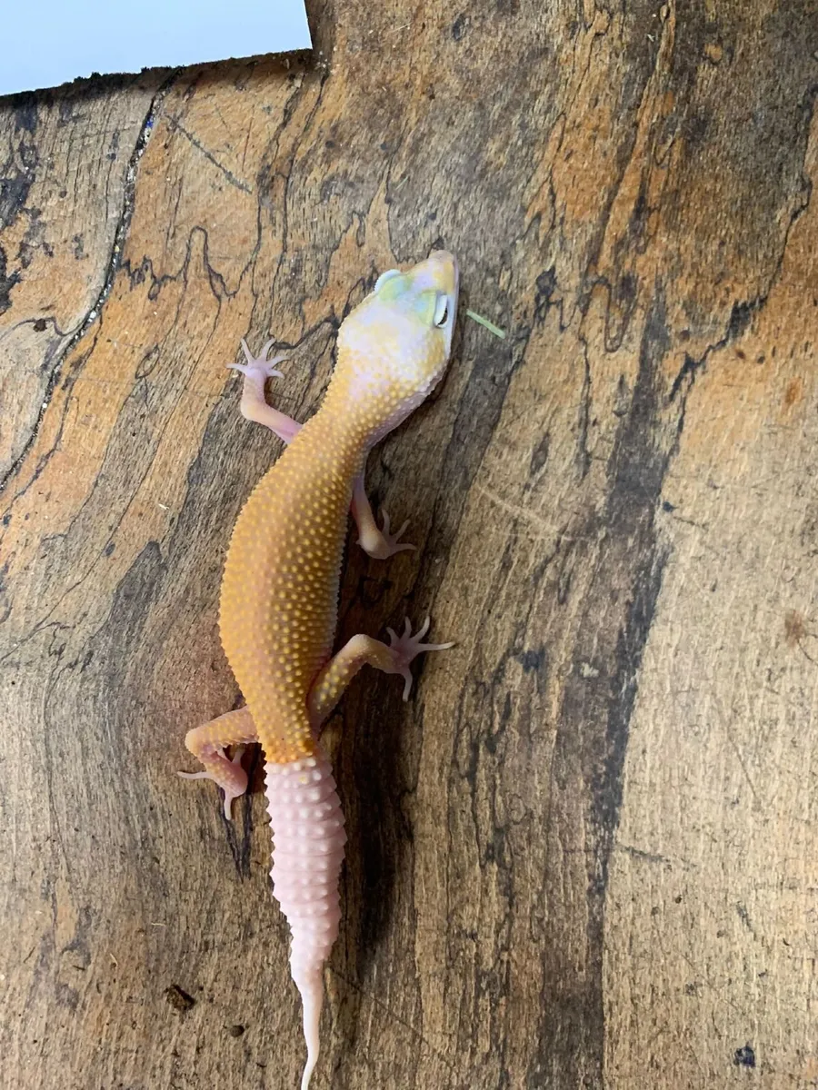 Leopard Geckos For Sale - Image 4
