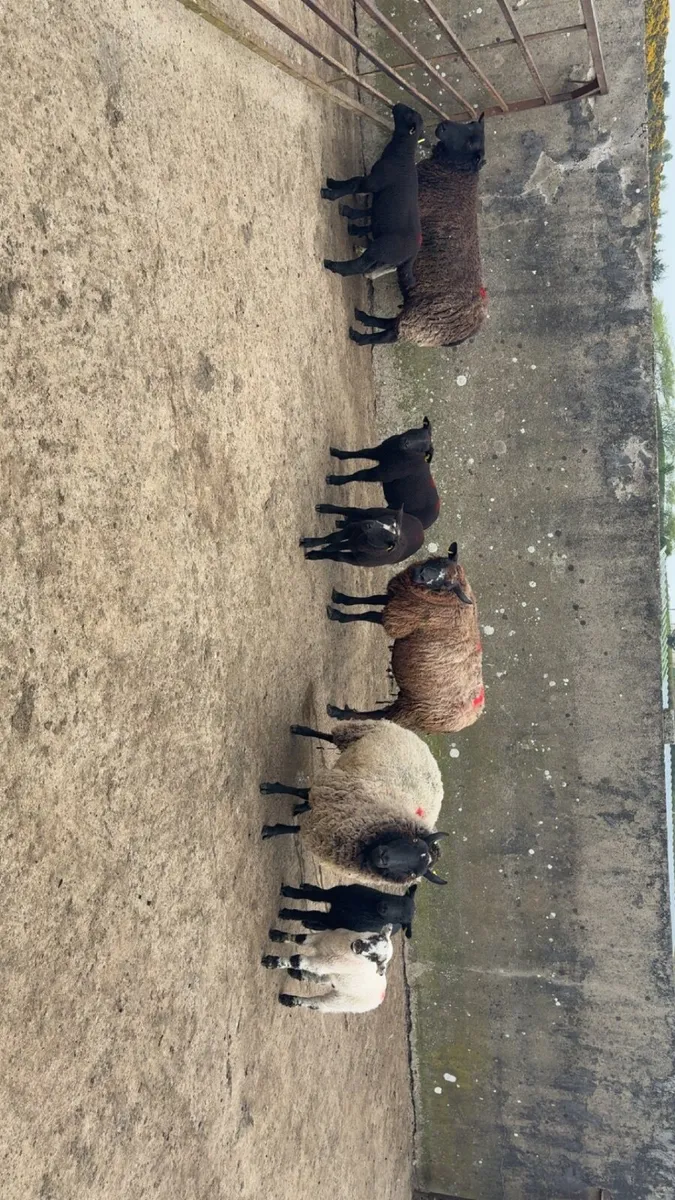 ewes with lambs at foot - Image 4