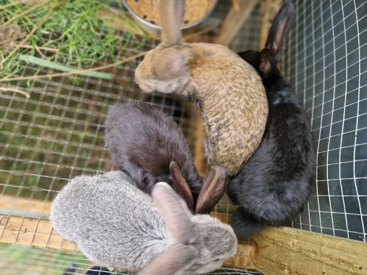 Giant flemish and new zealands - Image 3