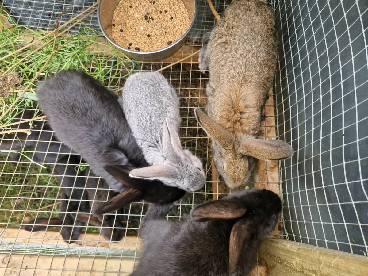 Giant flemish and new zealands - Image 2