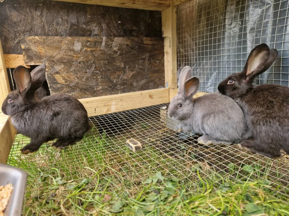 Giant flemish and new zealands - Image 4