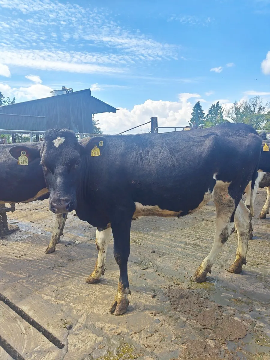 Bulling heifers - Image 1