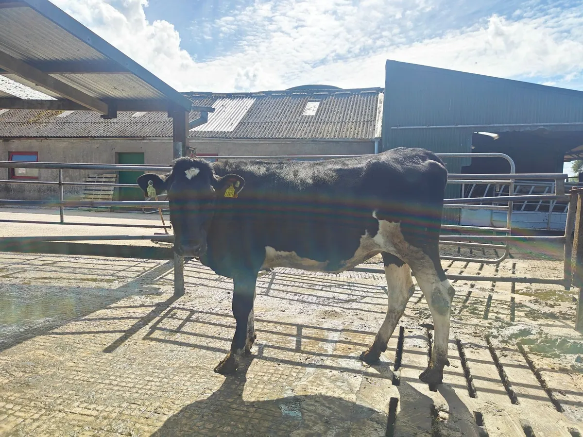 Bulling heifers - Image 3