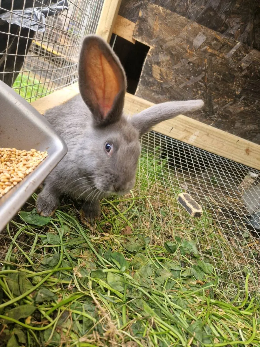 Giant flemish and new zealands - Image 1