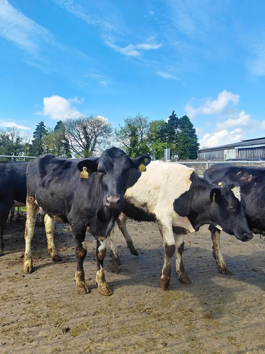Bulling heifers - Image 2