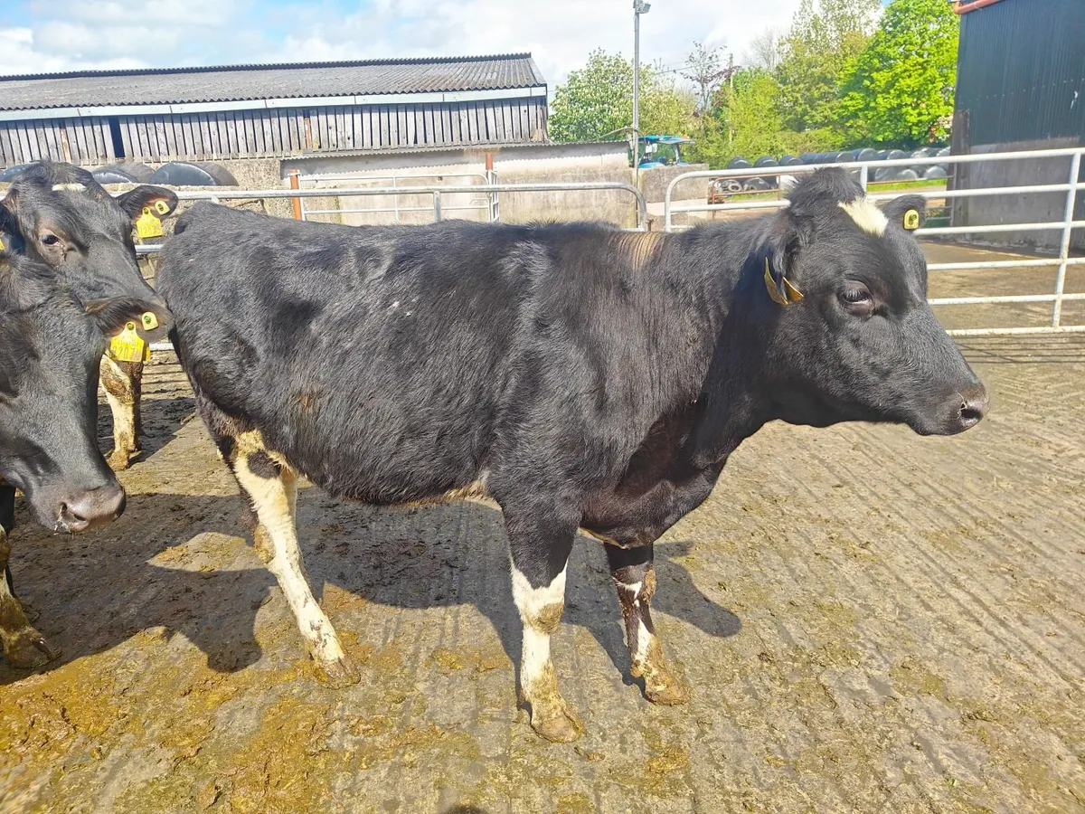Bulling heifers - Image 4