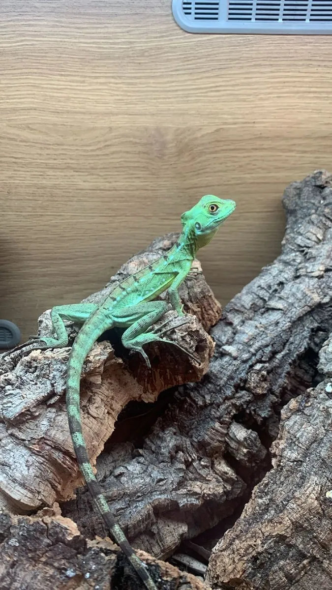 Emerald Basilisk