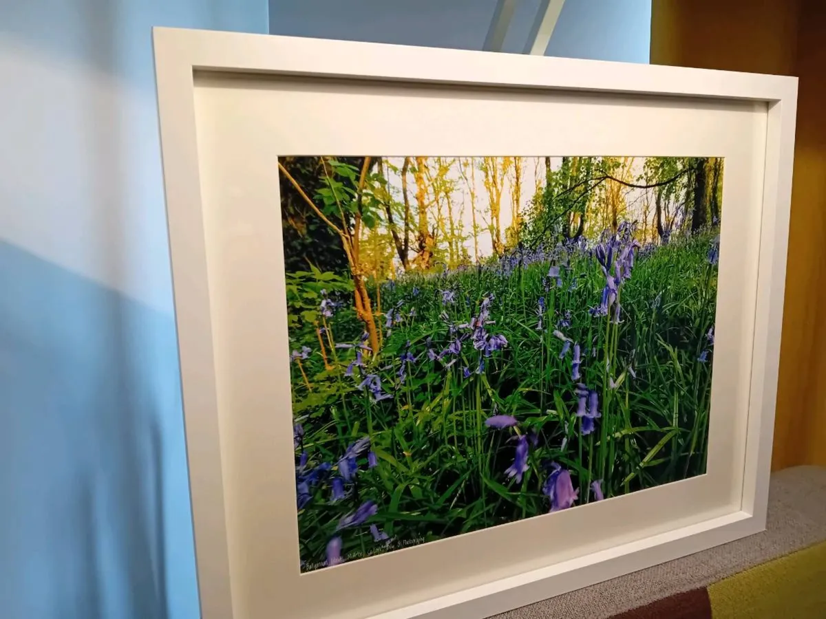 Bluebells in Ballyannon Woods - Image 3