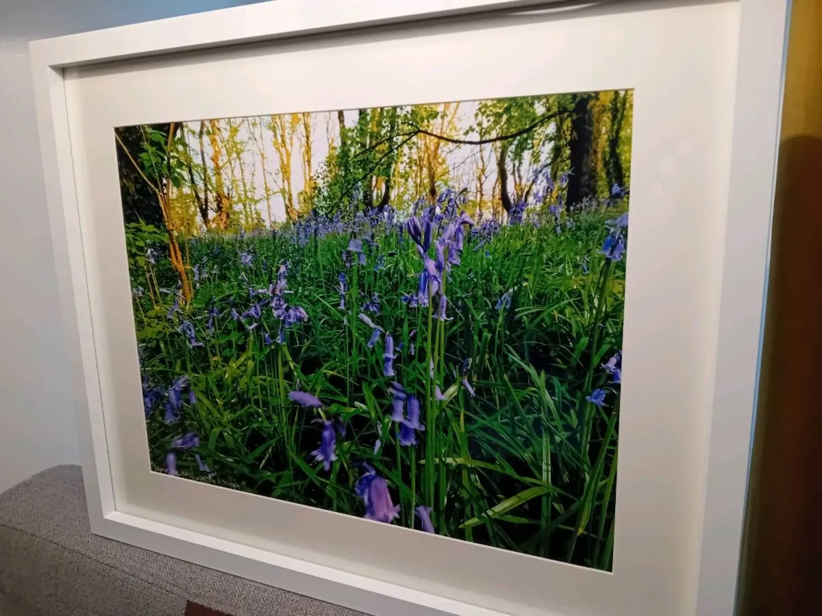 Bluebells in Ballyannon Woods - Image 4