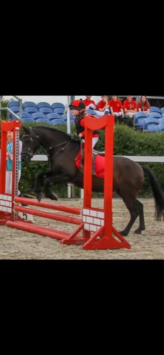 12.2hh Pony - Image 1