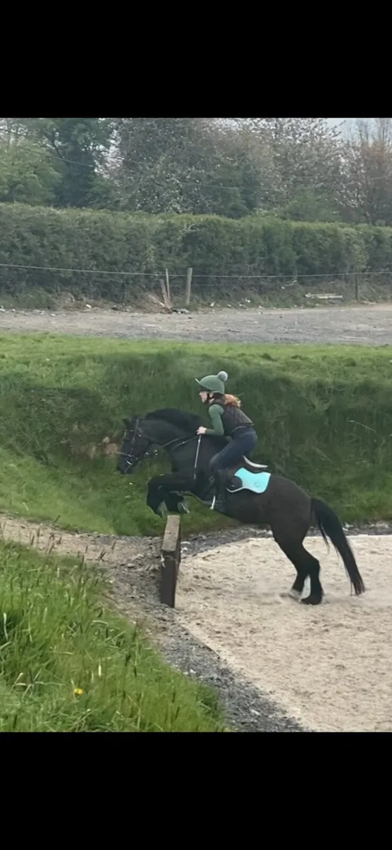 12.2hh Pony - Image 3